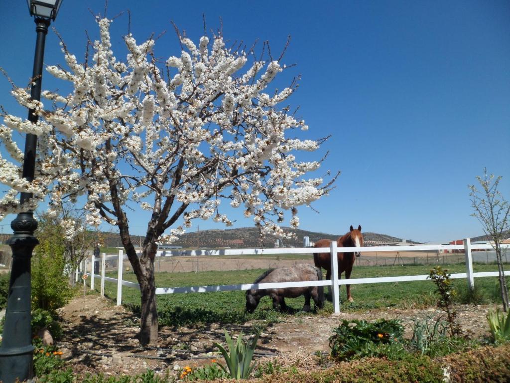 Los Laureles Casa Rural Urda Εξωτερικό φωτογραφία