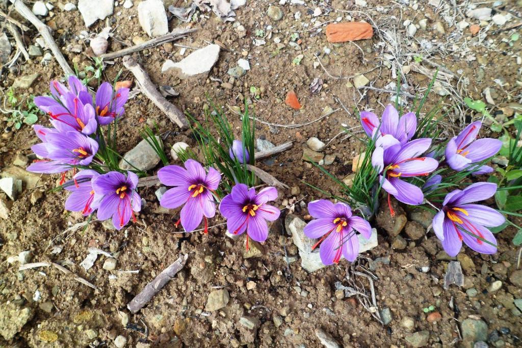 Los Laureles Casa Rural Urda Εξωτερικό φωτογραφία